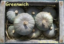 Courge Greenwich